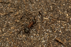 David Plant Photography - Wildlife Photography - Formica aquilonia - F