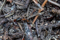 David Plant Photography - Wildlife Photography - Formica aquilonia - G