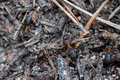 David Plant Photography - Wildlife Photography - Formica aquilonia - H