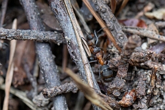 David Plant Photography - Wildlife Photography - Formica aquilonia - I