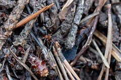 David Plant Photography - Wildlife Photography - Formica aquilonia - J