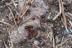 David Plant Photography - Wildlife Photography - Formica aquilonia - L