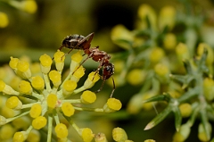 David Plant Photography - Wildlife Photography - Formica cunicularia - B