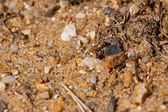 David Plant Photography - Wildlife Photography - Formica cunicularia - C