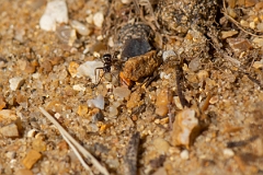 David Plant Photography - Wildlife Photography - Formica cunicularia - D