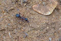 David Plant Photography - Wildlife Photography - Formica cunicularia - F