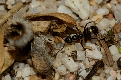 David Plant Photography - Wildlife Photography - Formica fusca - A