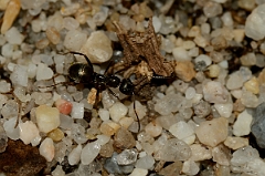 David Plant Photography - Wildlife Photography - Formica fusca - B