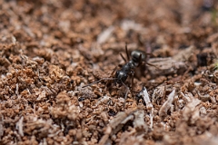 David Plant Photography - Wildlife Photography - Formica fusca - F