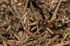 David Plant Photography - Wildlife Photography - Formica lugubris - A