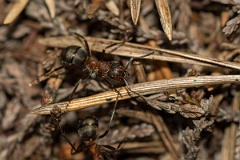 David Plant Photography - Wildlife Photography - Formica lugubris - C