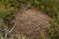 David Plant Photography - Wildlife Photography - Formica lugubris - D