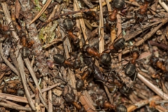 David Plant Photography - Wildlife Photography - Formica lugubris - E