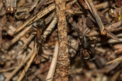 David Plant Photography - Wildlife Photography - Formica lugubris - F