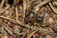 David Plant Photography - Wildlife Photography - Formica lugubris - G