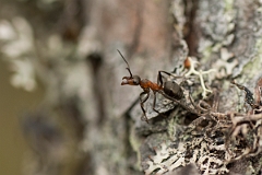David Plant Photography - Wildlife Photography - Formica lugubris - H