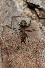 David Plant Photography - Wildlife Photography - Formica lugubris - I