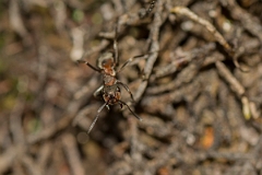 David Plant Photography - Wildlife Photography - Formica lugubris - J