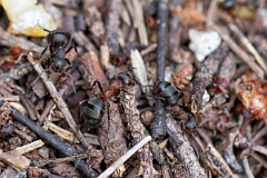 David Plant Photography - Wildlife Photography - Formica lugubris - K