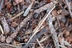 David Plant Photography - Wildlife Photography - Formica lugubris - L