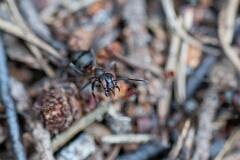 David Plant Photography - Wildlife Photography - Formica lugubris - M