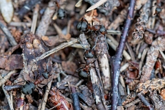 David Plant Photography - Wildlife Photography - Formica lugubris - N