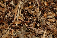 David Plant Photography - Wildlife Photography - Formica rufa - A