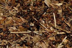 David Plant Photography - Wildlife Photography - Formica rufa - B