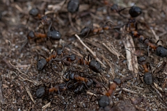 David Plant Photography - Wildlife Photography - Formica rufa - C