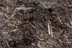 David Plant Photography - Wildlife Photography - Formica rufa - D