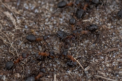 David Plant Photography - Wildlife Photography - Formica rufa - F