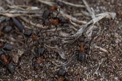 David Plant Photography - Wildlife Photography - Formica rufa - I