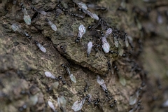 David Plant Photography - Wildlife Photography - Lasius fuliginosus - C