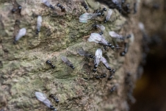 David Plant Photography - Wildlife Photography - Lasius fuliginosus - D