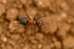 David Plant Photography - Wildlife Photography - Southern wood ant - Formica rufa - C