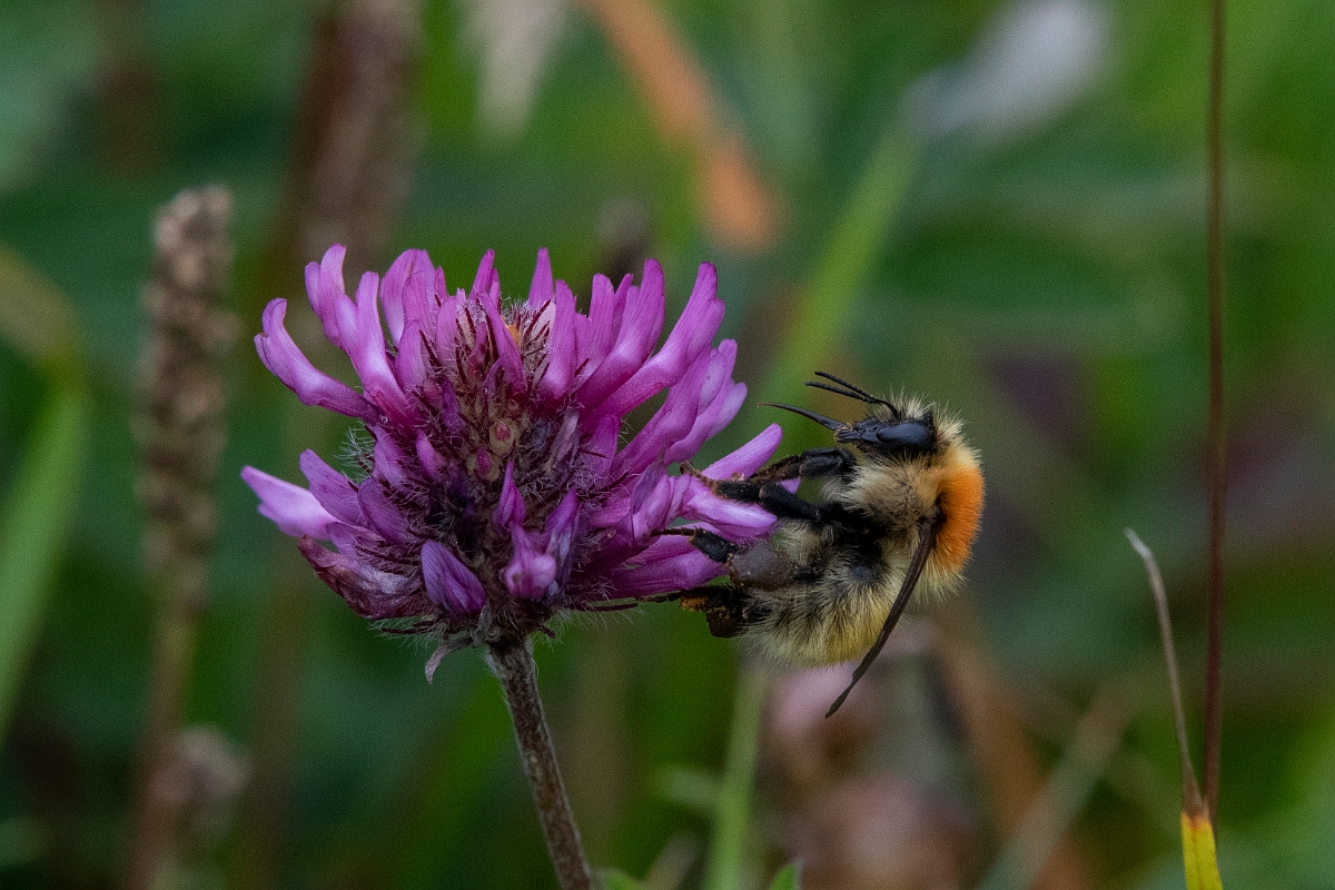 DPP - Wildlife Photography - Moss carder bee, Bombus muscorum - A.JPG - Moss carder bee, Bombus muscorum - Caithness