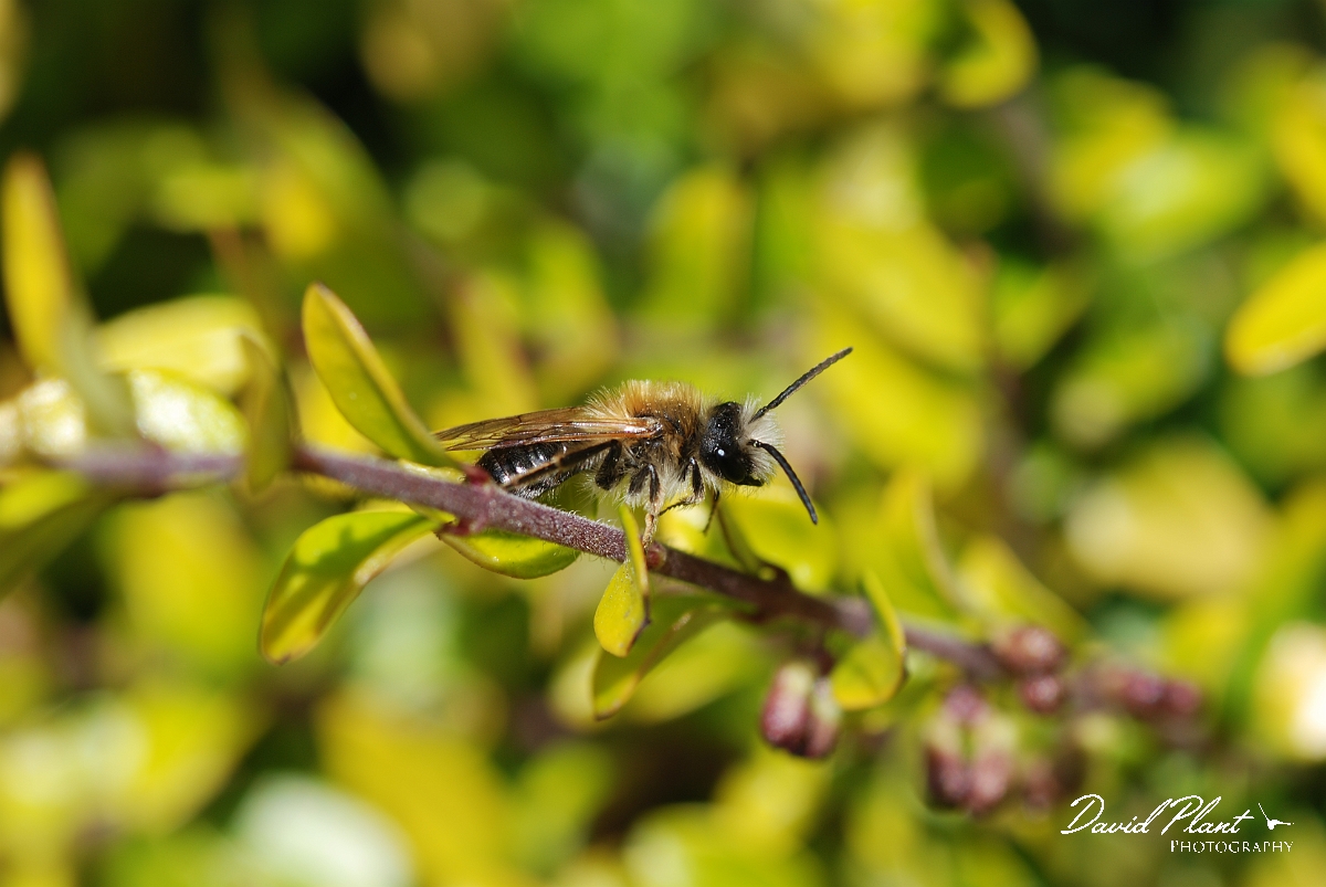 David Plant Photography - Wildlife Photographer - Andrena haemorrhoa - A.JPG - Andrena haemorrhoa - Cotswolds
