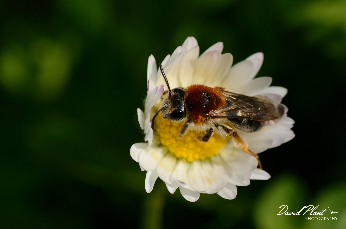 David Plant Photography - Wildlife Photographer - Andrena haemorrhoa - B.jpg - Andrena haemorrhoa - Cotswolds