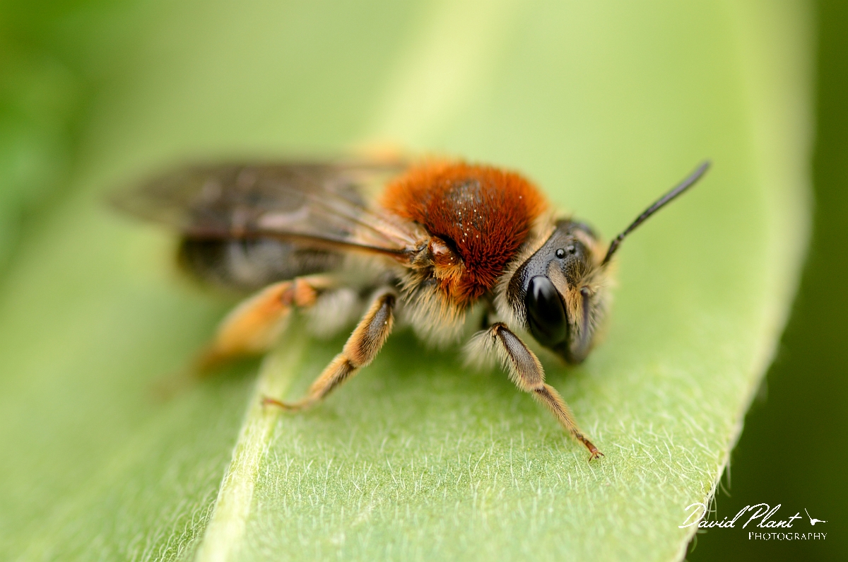 David Plant Photography - Wildlife Photographer - Andrena haemorrhoa - C.jpg - Orange-tailed mining bee, Andrena haemorrhoa - Cotswolds