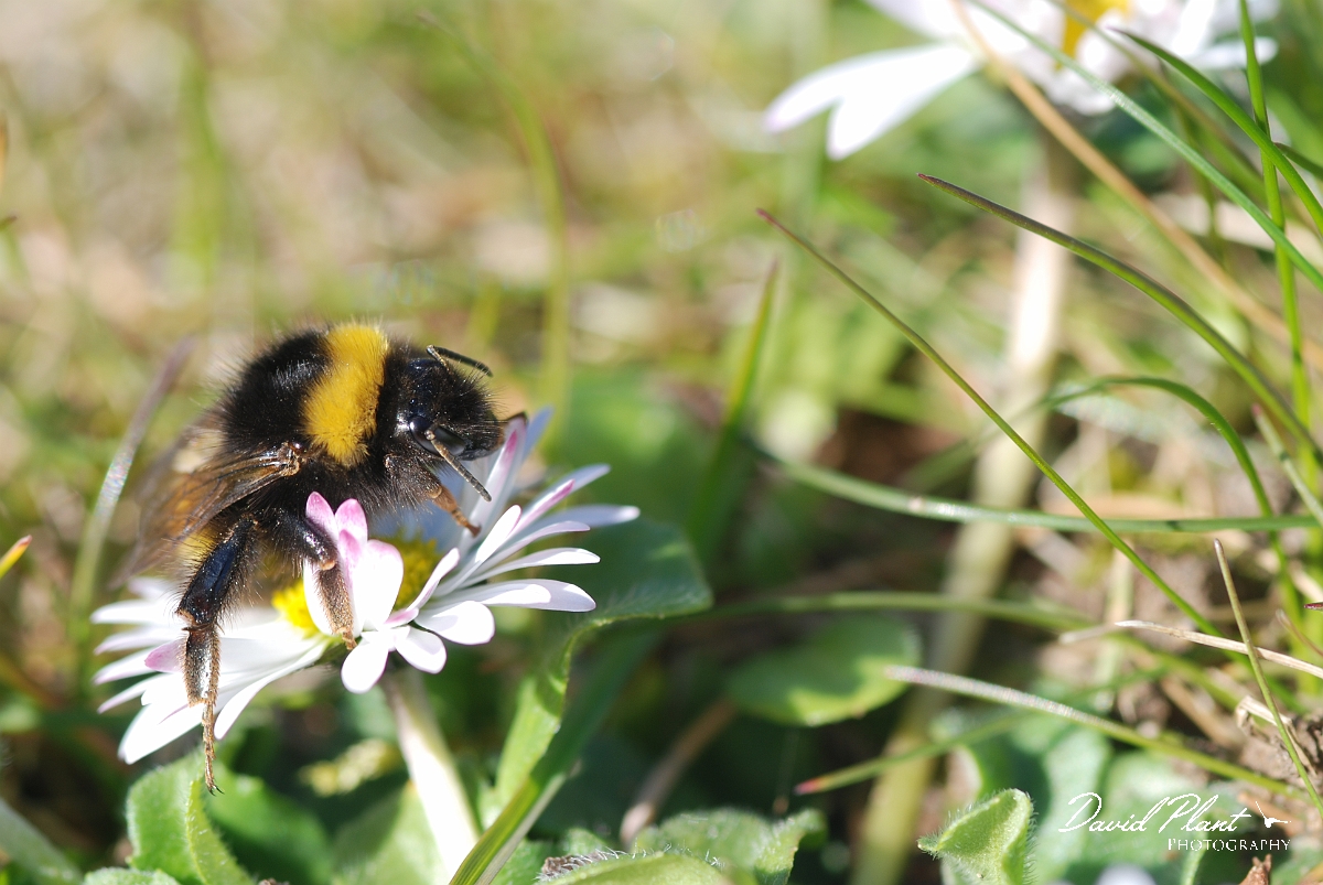 David Plant Photography - Wildlife Photographer - Bombus terrestris.JPG - Buff-tailed bumblebee, Bombus terrestris - Cotswolds