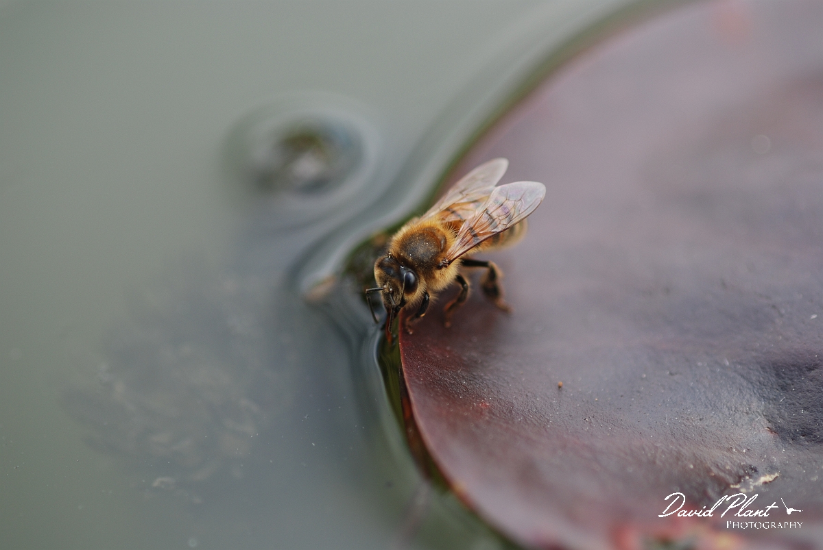 David Plant Photography - Wildlife Photographer - Honey bee - A.JPG - European honey bee, Apis mellifera - Cotswolds