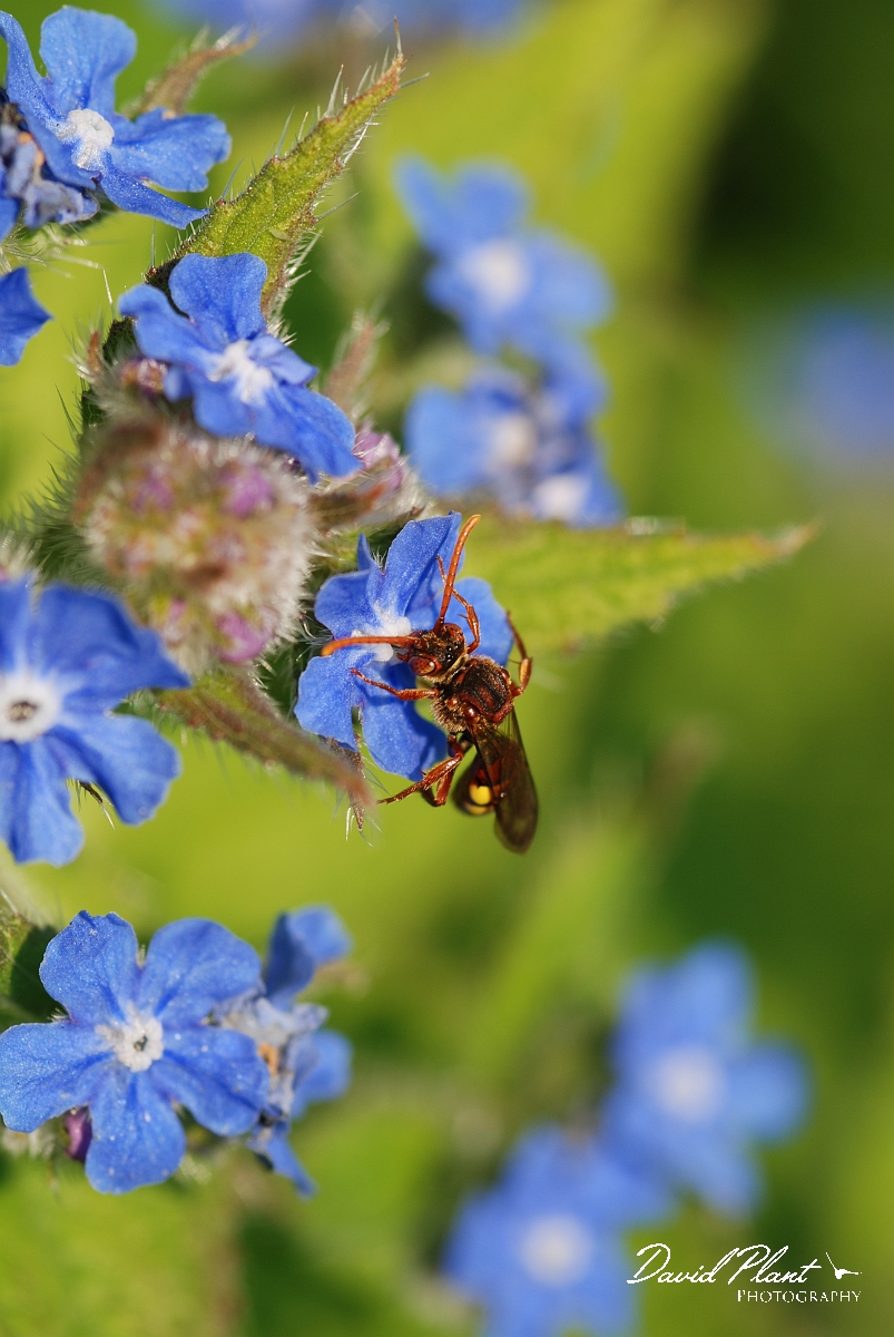 David Plant Photography - Wildlife Photographer - Nomada ruficornis - B.JPG - Fork-jawed nomad bee, Nomada ruficornis - Cotswolds