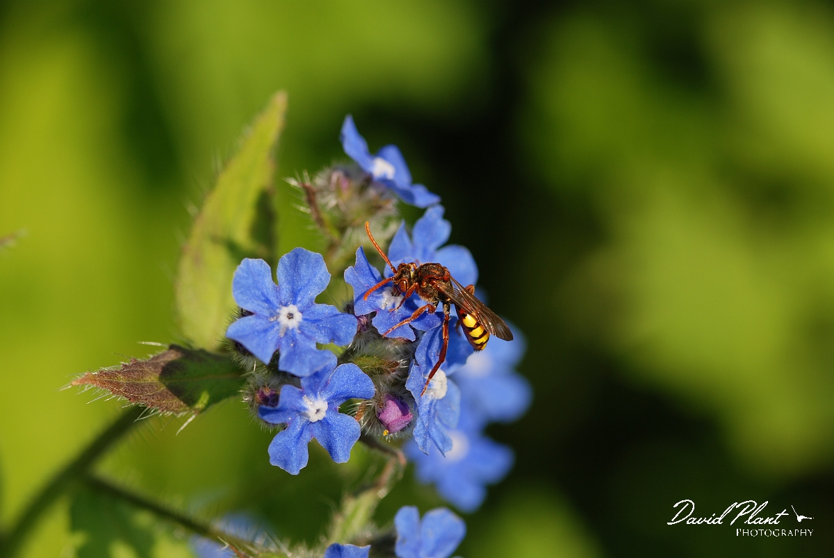 David Plant Photography - Wildlife Photographer - Nomada ruficornis - C.JPG - Fork-jawed nomad bee, Nomada ruficornis - Cotswolds