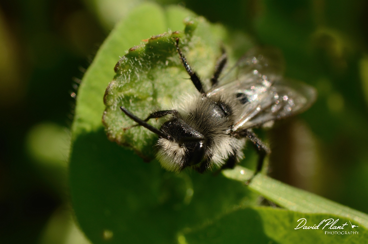 David Plant Photography - Wildlife Photography - Andrena cineraria - A.jpg - Ashy mining bee, Andrena cineraria - Cotswolds