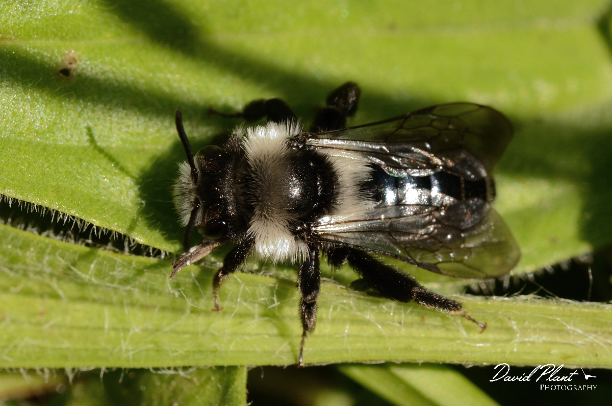 David Plant Photography - Wildlife Photography - Andrena cineraria - B.jpg - Ashy mining bee, Andrena cineraria - Cotswolds