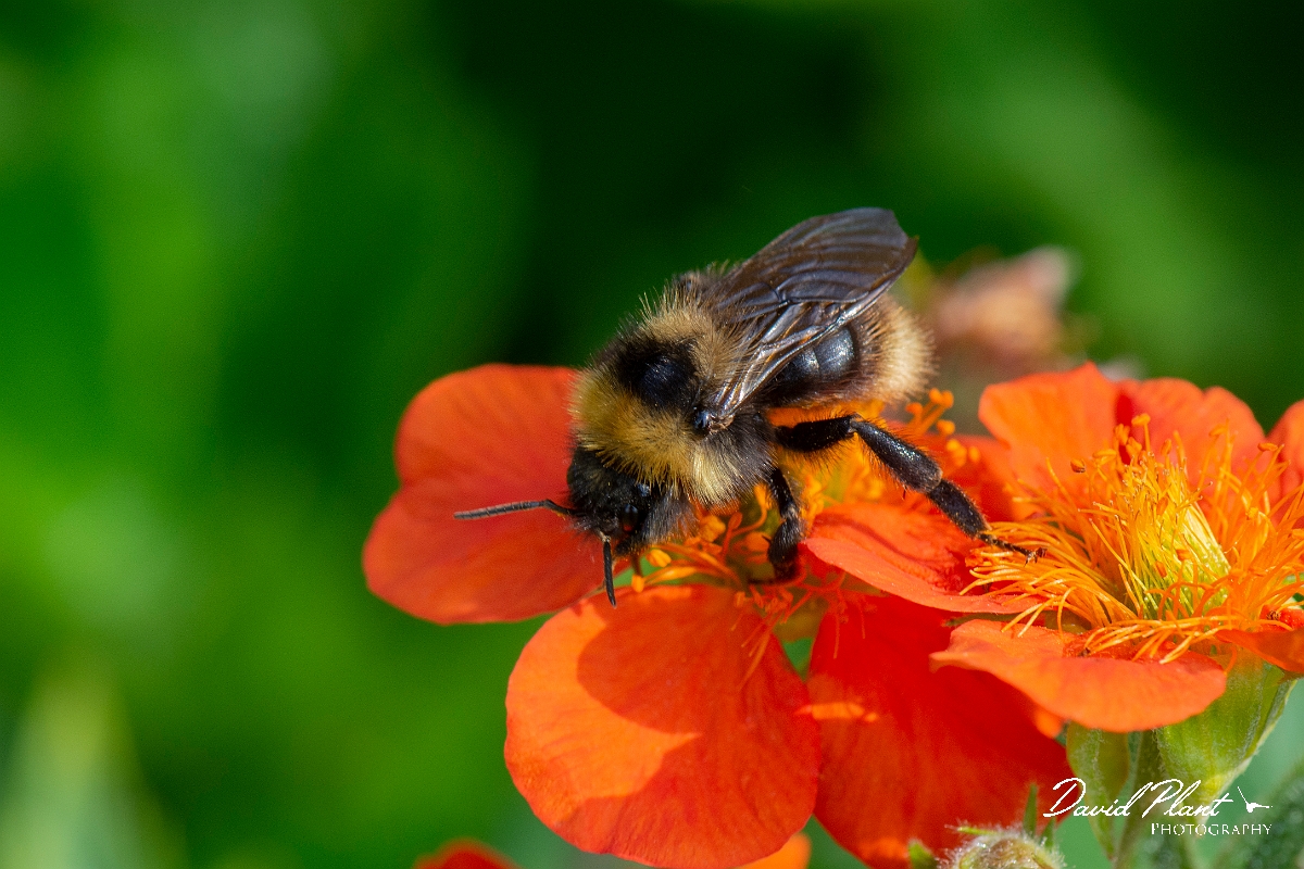 David Plant Photography - Wildlife Photography - Barbut's cuckoo bee, Bombus barbutellus - A.jpg - Barbut's cuckoo bee, Bombus barbutellus - Cotswolds