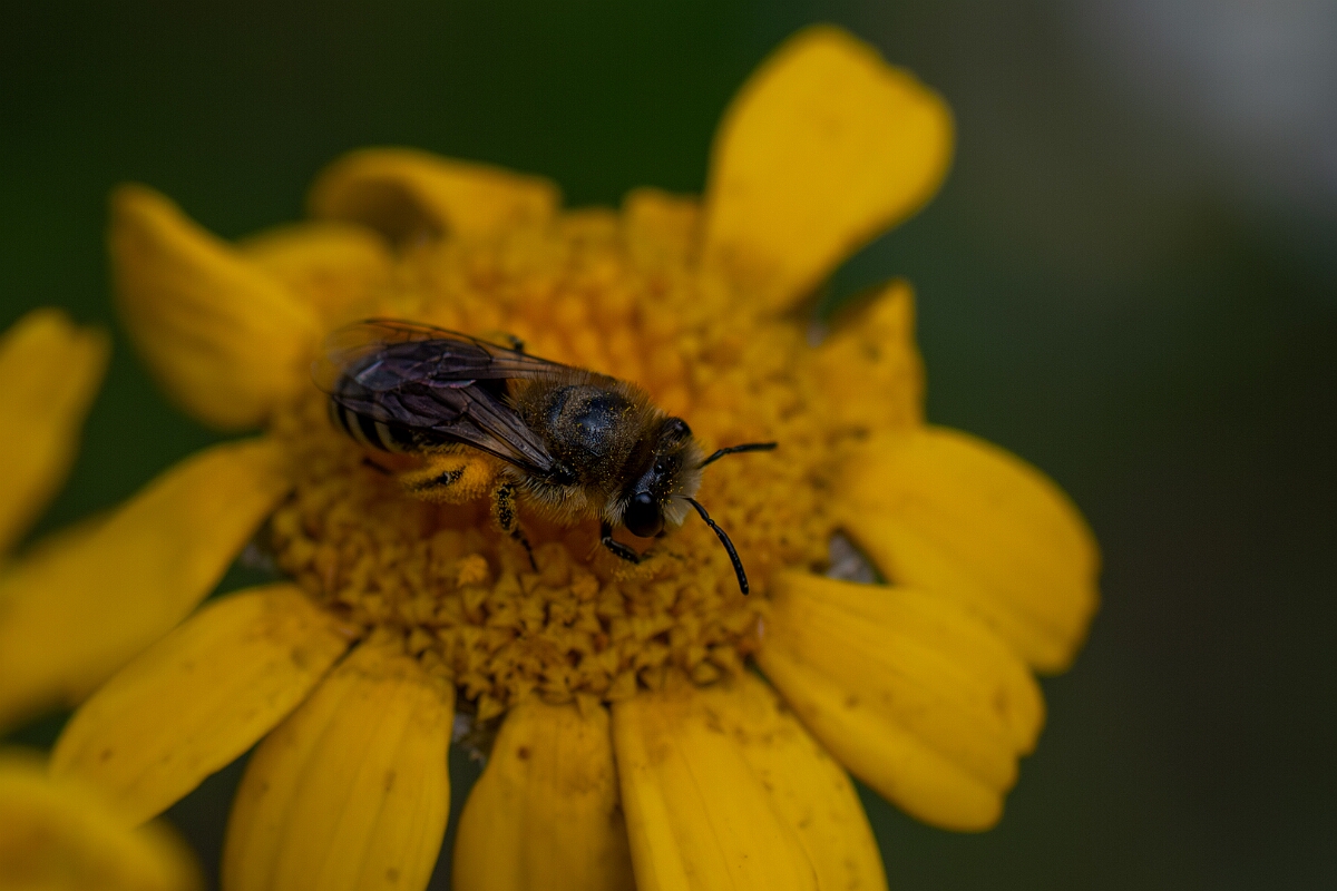David Plant Photography - Wildlife Photography - Bare-saddled cellophane bee, Colletes similis - C.jpg - Bare-saddled cellophane bee, Colletes similis - Cotswolds