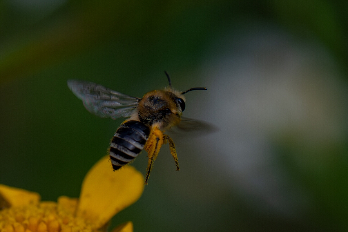 David Plant Photography - Wildlife Photography - Bare-saddled cellophane bee, Colletes similis - D.jpg - Bare-saddled cellophane bee, Colletes similis - Cotswolds