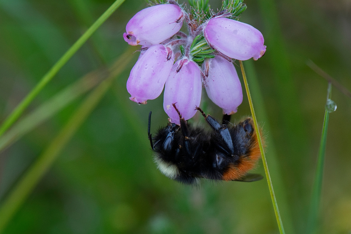 David Plant Photography - Wildlife Photography - Bilberry bumblebee, Bombus monticola - C.JPG - Bilberry bumblebee, Bombus monticola - Perthshire