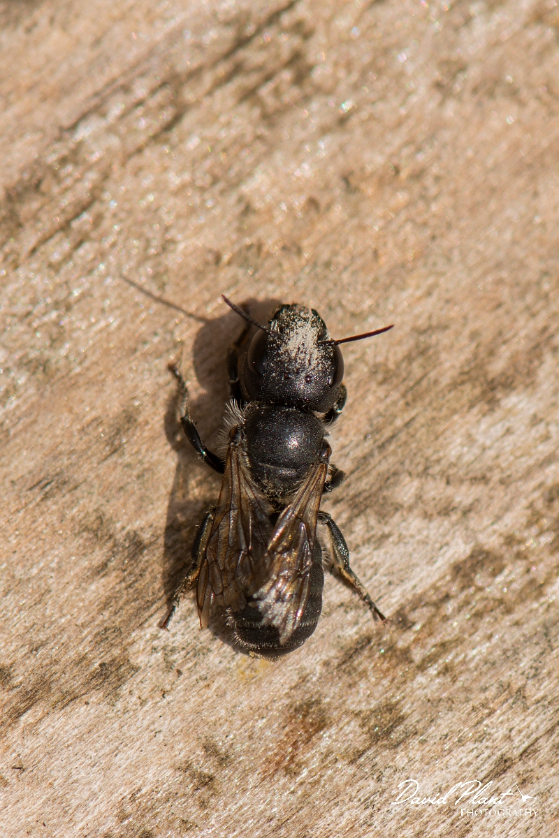 David Plant Photography - Wildlife Photography - Blue mason bee, Osmia caerulescens - A.JPG - Blue mason bee, Osmia caerulescens - Cotswolds